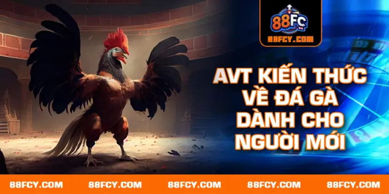 kiến thức đá gà dành cho người mới