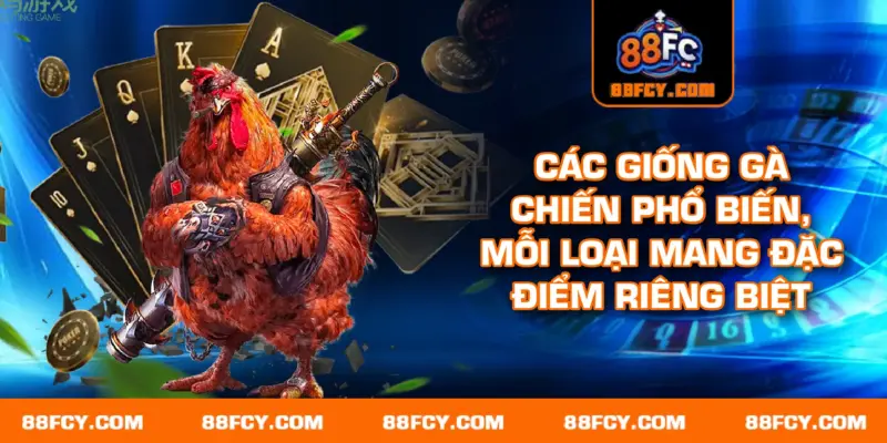 Các giống gà chiến phổ biến, mỗi loại mang đặc điểm riêng biệt