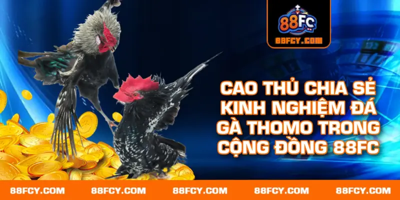 Cao thủ chia sẻ kinh nghiệm đá gà Thomo trong cộng đồng 88FC