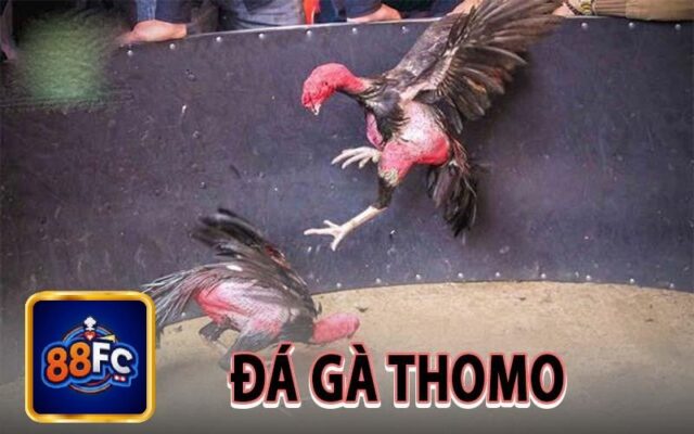 Đá gà Thomo 88FC