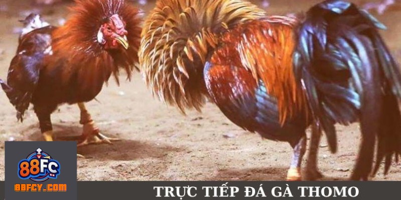 Trận đấu gà Thomo kịch tính trên sàn đấu Campuchia