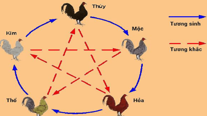 Tương sinh – tương khắc trong màu mạng gà đá